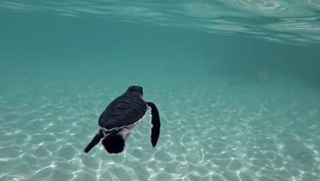 small black turtle swimming freely near the coast - underwater shot