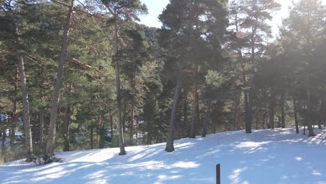 在冬天,在雪地風景中推動綠樹的拍攝,在山邊的太陽風格