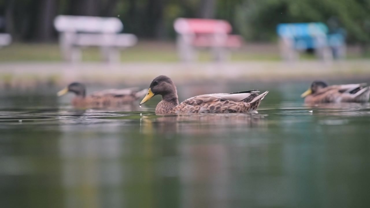 Duck drinking water while it's raining