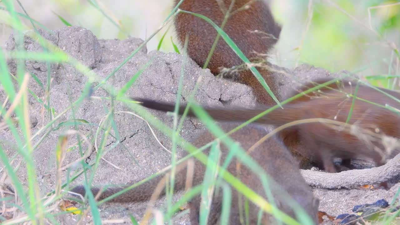 Common Dwarf Mongoose scurrying in mounds, Kruger National Park, South Africa