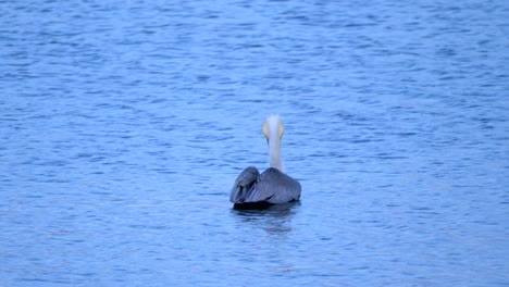 big pelican in the water in 4k slow motion