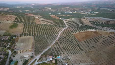 Toma-Aérea-De-La-Campiña-Española-Con-Campos-De-Olivos-Y-Casas-Blancas