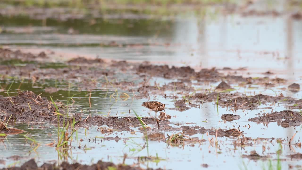 Stor malersneppe, Rostratula benghalensis, Thailand
