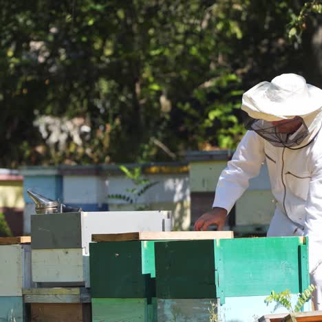 beekeeper in white protective suit near beehives. apiculturist working on a bee farm in green nature. wooden hives standing on the ground in summer