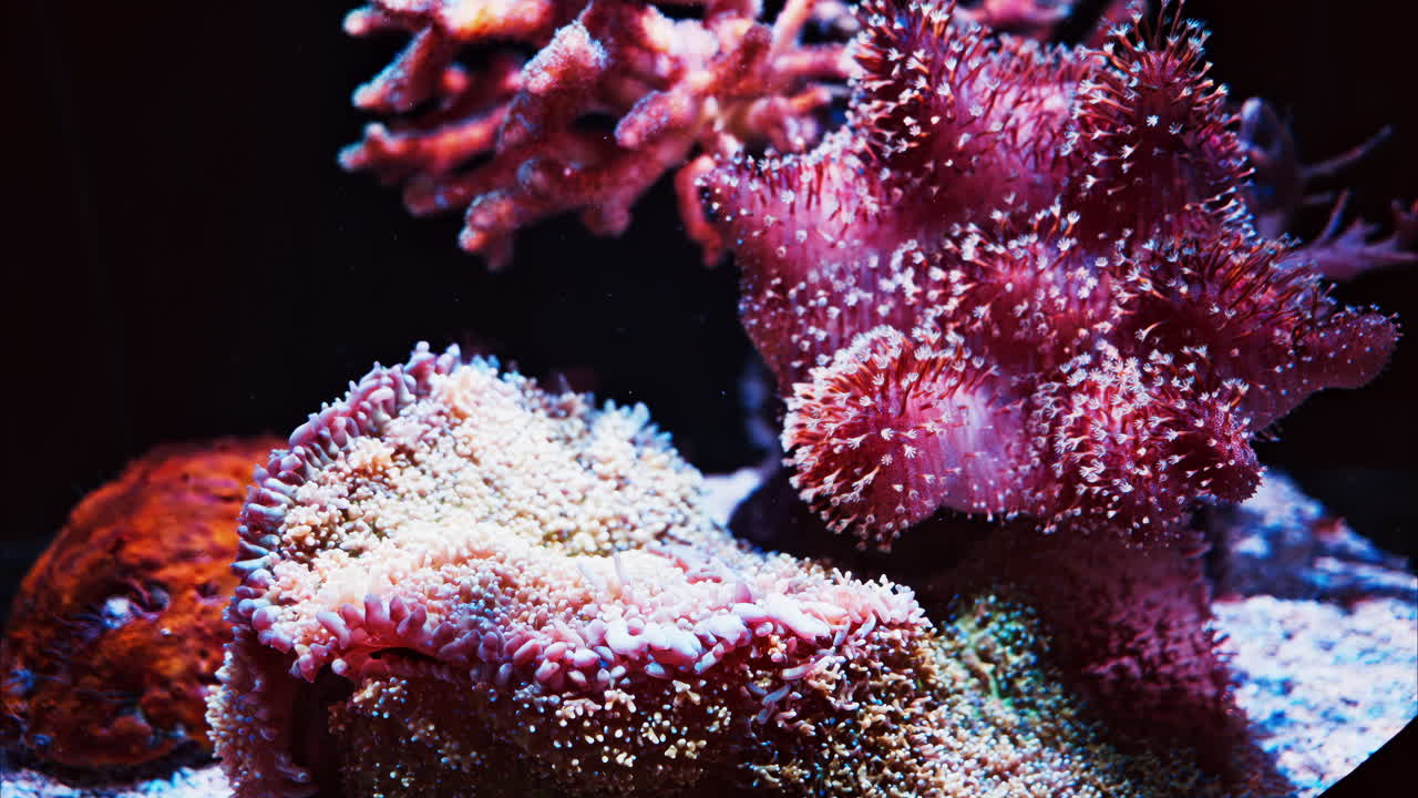 Primo piano di colorate barriere coralline nell'acqua