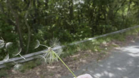 blowing a dandelion