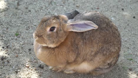 Europäisches-Kaninchen,-Das-Auf-Dem-Boden-Sitzt-Und-Im-Seoul-Grand-Park-Kinderzoo-In-Südkorea-Schnüffelt