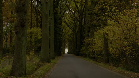 Ein-Eindruck-Der-Naturfarbszene-Im-Herbst,-Fallende-Blätter-Auf-Den-Straßen