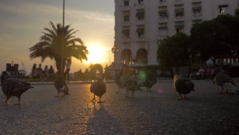 Schwarm-Tauben,-Die-Bei-Sonnenuntergang-Auf-Der-Stadtstraße-Fressen