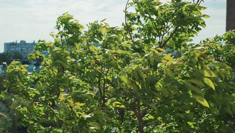 green trees bend in the wind.