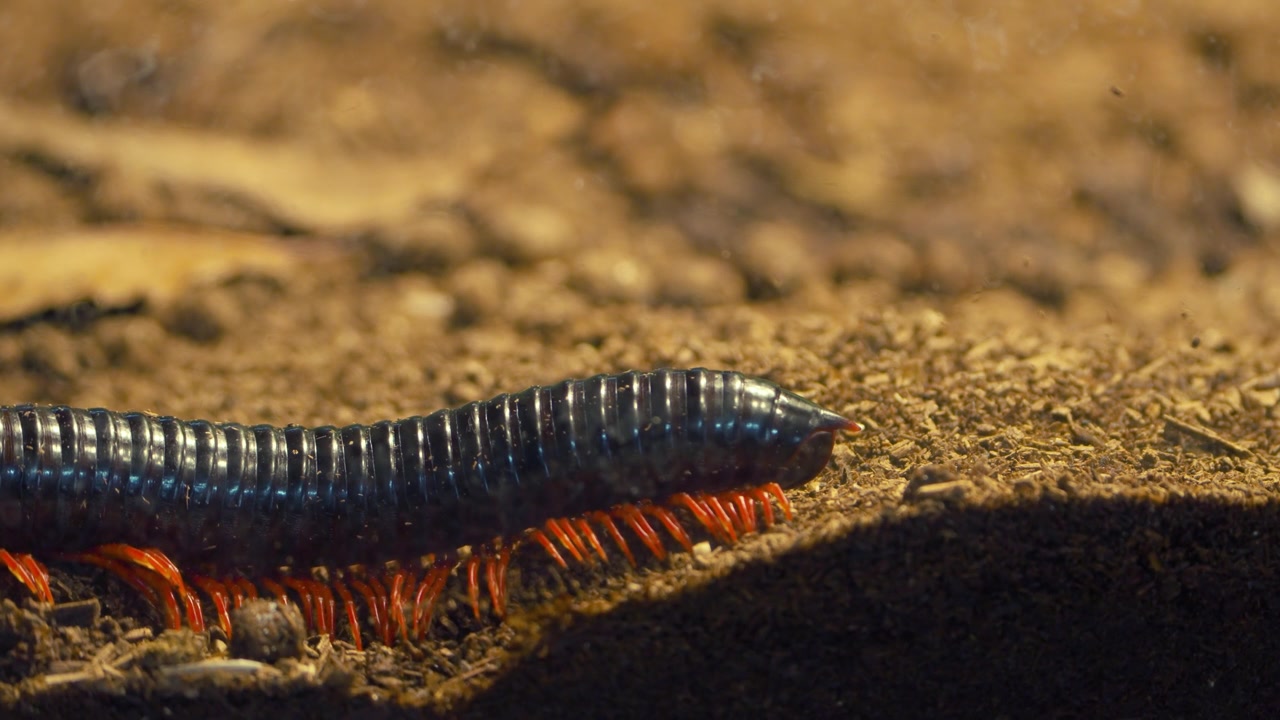 Milípede azul iridescente colorido com patas laranja vibrantes rasteja sobre solo seco em um deslumbrante close-up macro, exibindo seu corpo segmentado e movimento rítmico de múltiplas patas