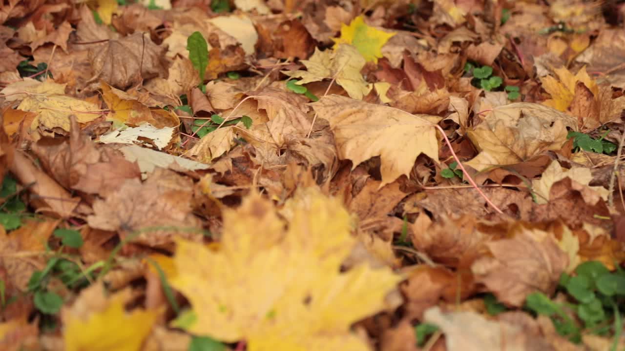 Herbstblätter bedecken den Boden und symbolisieren Wandel und Nostalgie