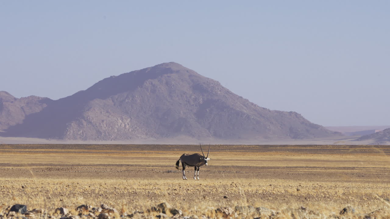 tiro largo de gemsbok en el desierto seco de sossusvlei con montaña en el fondo, namibia