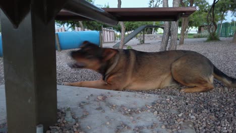 Adopted-dog-having-a-break-after-playing-at-the-dog's-park-with-other-dogs