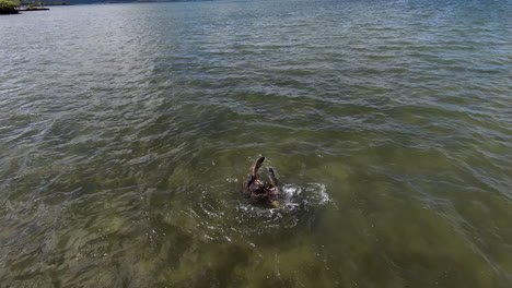 Schildkröten-In-Freier-Wildbahn,-Fpv-Aufnahmen-Von-Zwei-Meeresschildkröten,-Die-Sich-An-Einem-Sonnigen-Tag-In-Zeitlupe-Im-Wasser-Schlagen