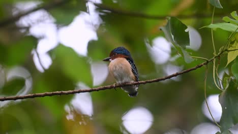 Der-Kamm-Bewegte-Sich,-Während-Er-Nach-Links-Blickte,-Als-Er-Diesen-Frisch-Flügge-Gewordenen-Männlichen-Vogel,-Den-Gebänderten-Eisvogel-Lacedo-Pulchella,-Verließ