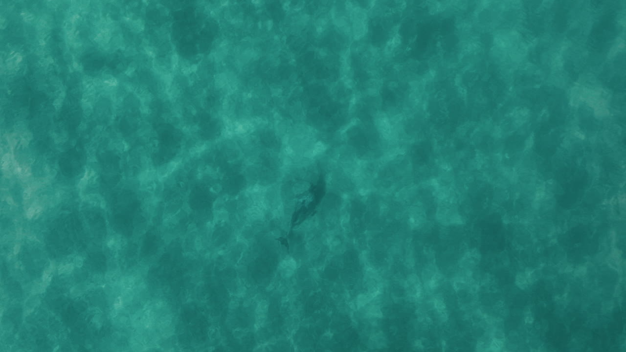 Un delfino scivola sotto la superficie, emergendo occasionalmente nell'acqua oceanica illuminata dal sole, drone in volo, Byron Bay, Australia