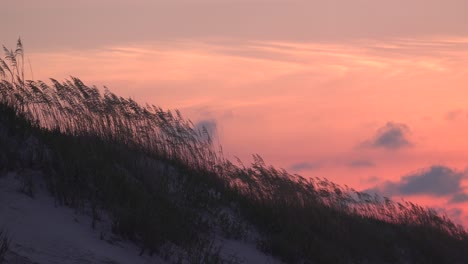 Avena-Marina-Y-Dunas-De-Arena-Recortadas-Por-El-Amanecer-Temprano-En-La-Mañana-En-La-Isla-De-Los-Pájaros,-Al-Sur-De-La-Playa-De-La-Puesta-Del-Sol,-Nc