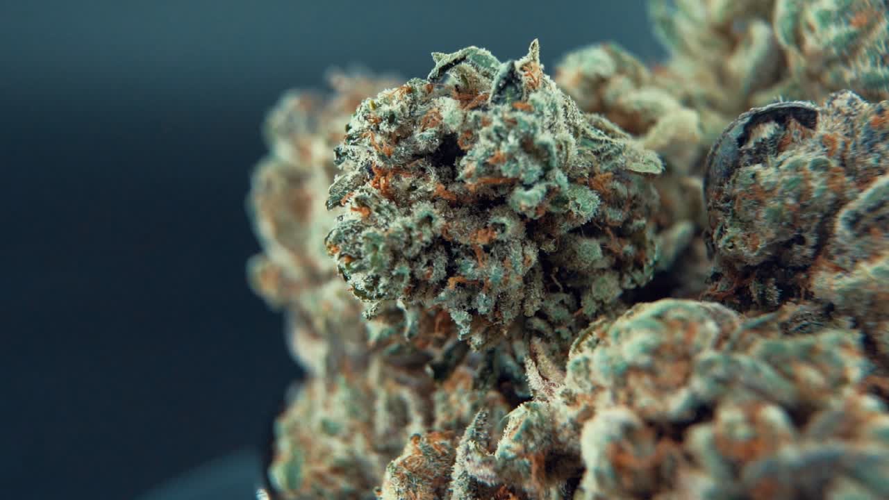 A macro close up cinematic shot of a cannabis plant, marijuana flower, hybrid strains, Indica and sativa, on a 360 rotating stand in a shiny bowl, 120 fps slow motion Full HD, studio lighting