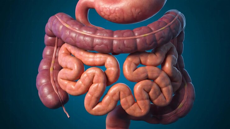 3D Medical Animation Of Human Digestive System Anatomy In Detailed Medical View