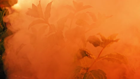 primer plano de plantas de menta verde perenne con humo que se eleva y se vuelve rojo