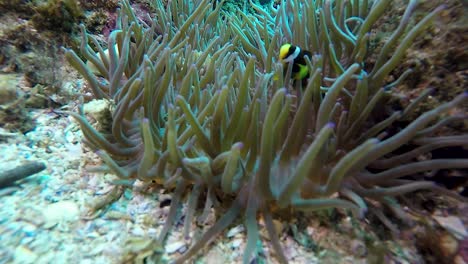 Ein-Clownfisch,-Der-Zum-Schutz-Kräftig-Zwischen-Einer-Anemone-Schwimmt,-Gefilmt-Mit-60-Fps