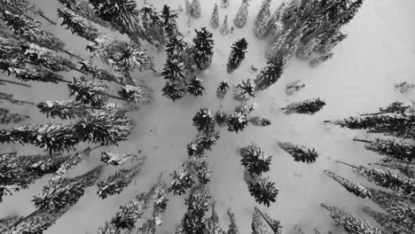 Bosque-Cubierto-De-Nieve,-Vista-Aérea-De-Arriba-Hacia-Abajo-2