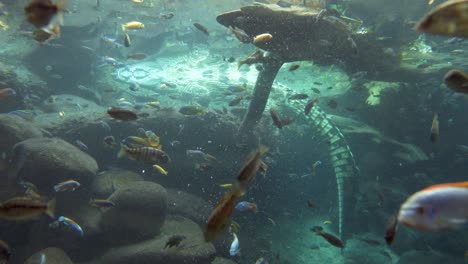 fish and crocodiles resting underwater in sea during sunny day,close