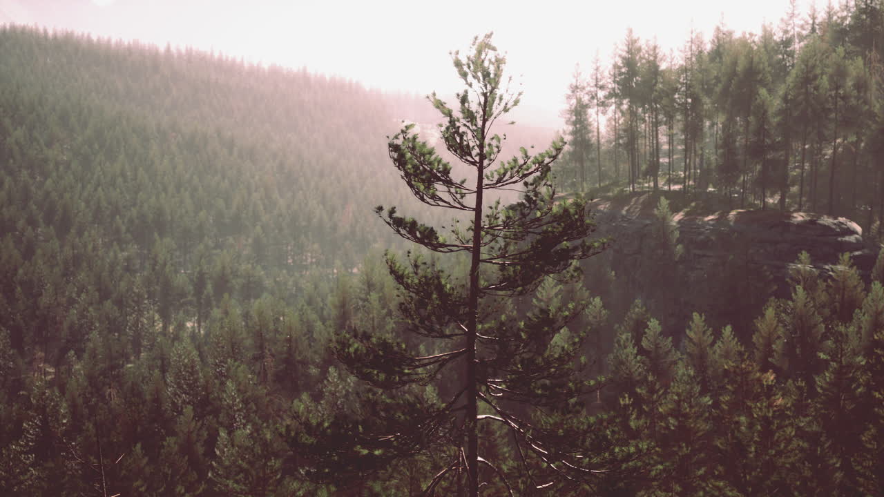 hermoso bosque perenne remoto en la montaña