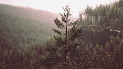 Hermoso-Bosque-Siempreverde-Remoto-En-La-Montaña