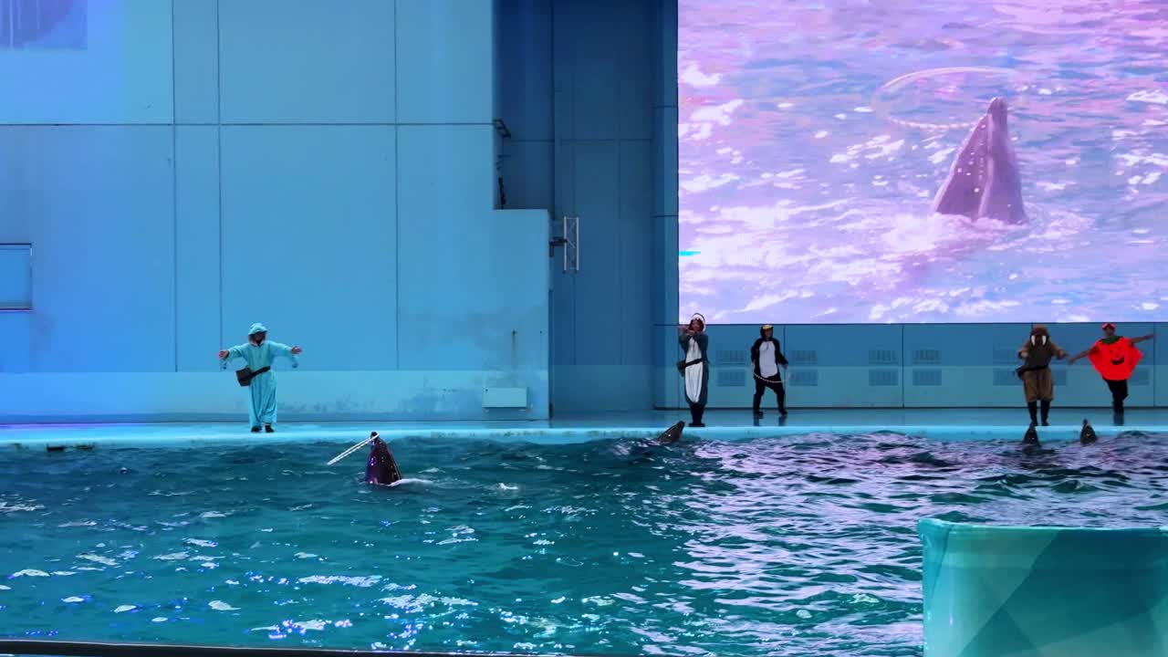 Dolphin show with trainers at a modern indoor aquarium in Tokyo, featuring a large screen backdrop