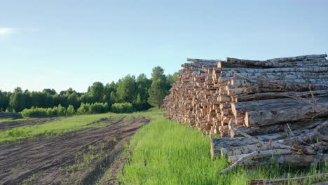 cut logs of birch on the green meadow in the forest