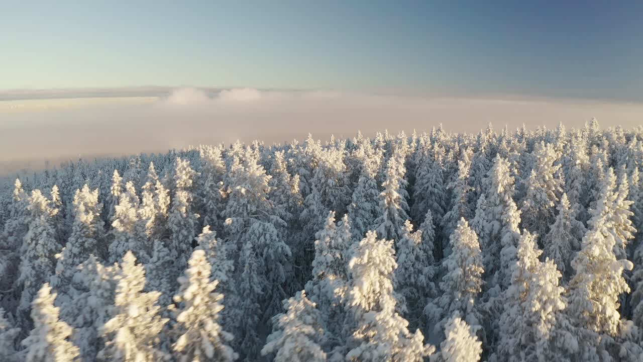 Droneopptak av en furuskog på en frostklar vinterdag i Nord-Sverige