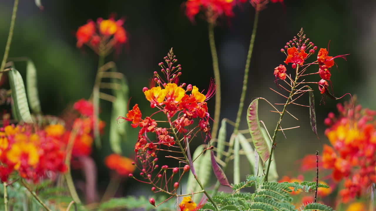 Pride of Barbados Flower Closeup, shallow depth of field, beautiful flowers blowing in the breeze
