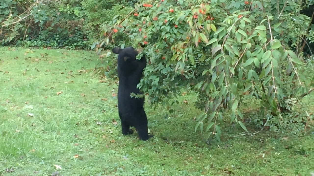 familia de osos negros comiendo y descansando en el patio trasero o en la casa en hendersonville carolina del norte