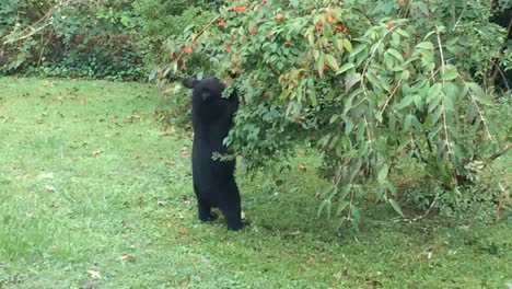 Black-Bear-family-eating-and-resting-in-backyard-or-house-in-Hendersonville-North-Carolina