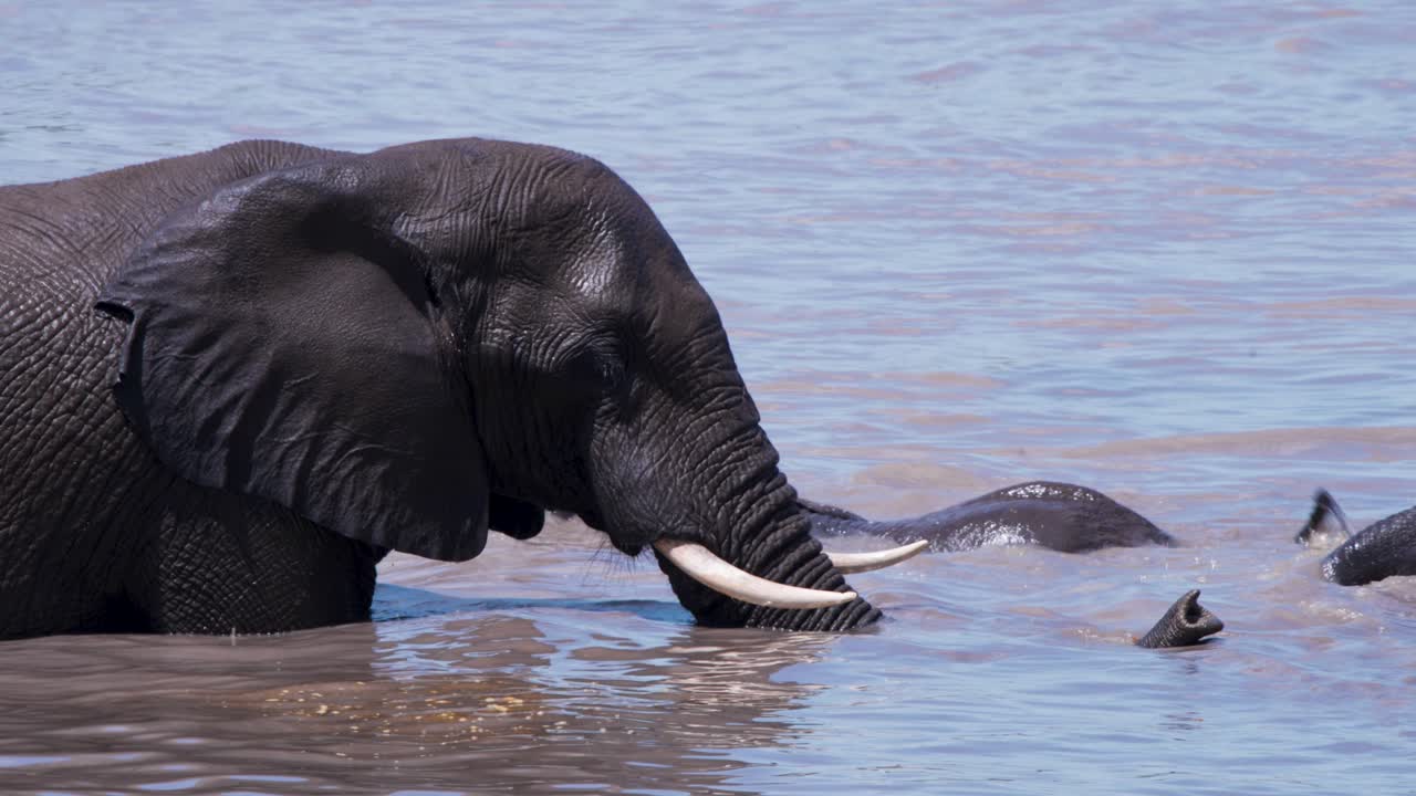 아프리카 코끼리 황소 가 다른 코끼리 들 과 함께 강물 에 굴러다니고 있다