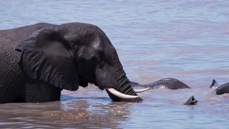 toro de elefante africano revolcándose en el agua del río con otros elefantes