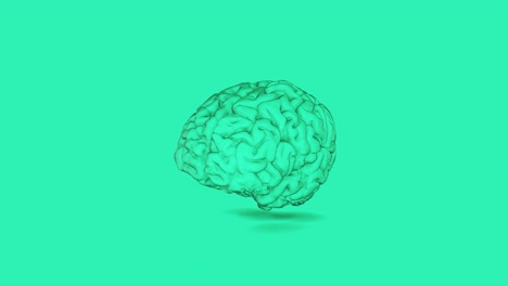 human brain 4k