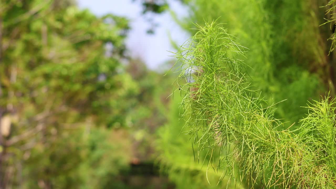 자연 환경에서의 초록색 잎의 클로즈업