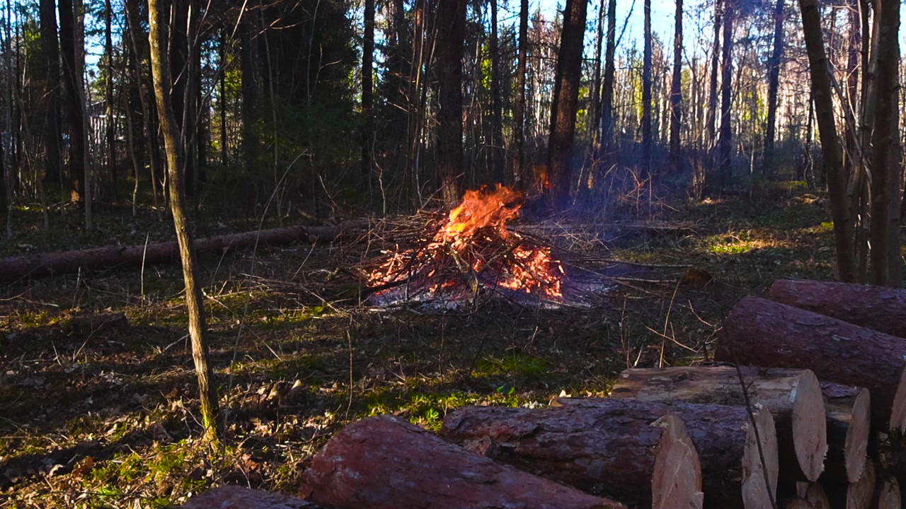 Bonfire burning with brushwood and branches in a spring forest during a sunny day with freshly cut pine logs in the foreground, creating smoke that fills the air around the trees