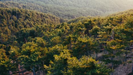 Vista-Aérea-Del-Bosque-De-Pino-Rojo-Al-Atardecer