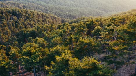 aerial view of the red pine forest at sunset