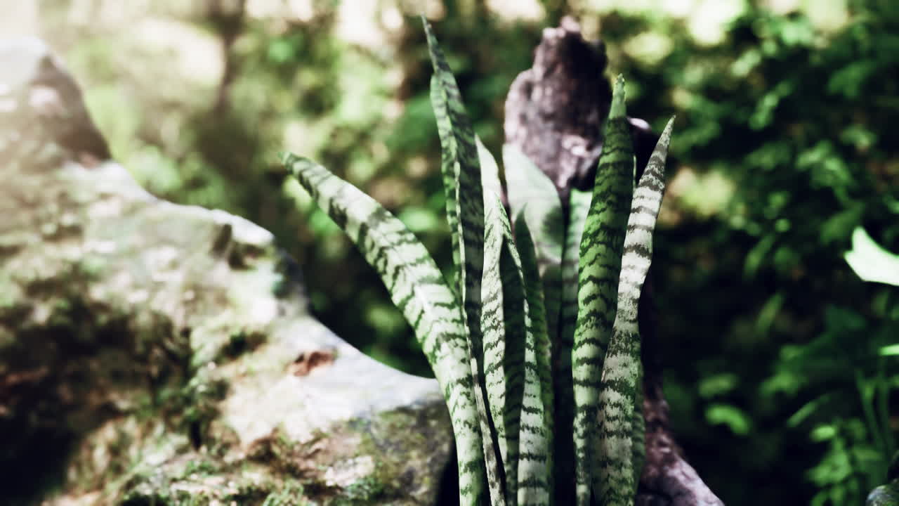 bosque lluvioso brumoso y rayos de sol brillantes a través de las ramas de los árboles