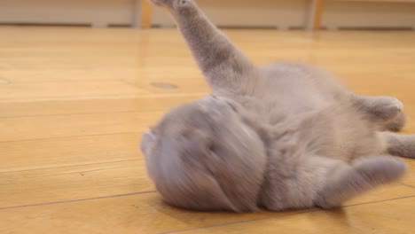 cute grey cat being petted and playing on a wooden floor