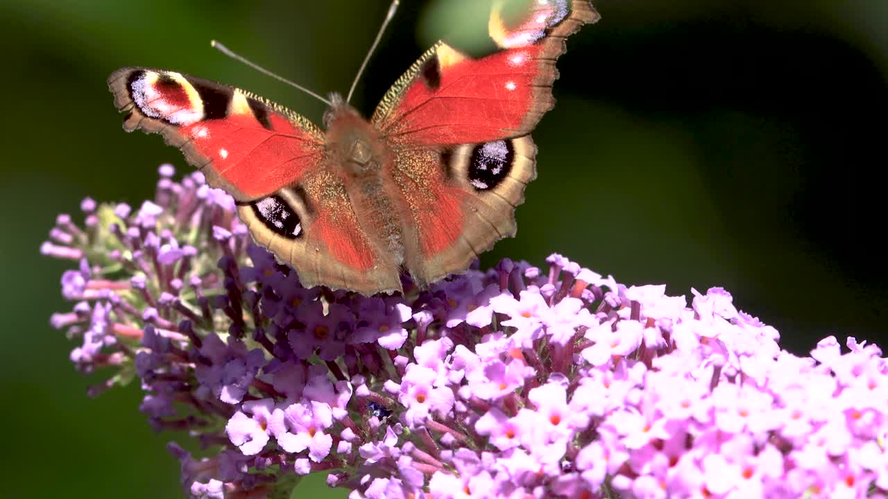 Full sunlight on showing vibrant colorful markings on the wings of European peacock butterfly gently rocking in the wind against green natural foliage out of focus in the background