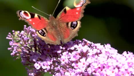 Plena-Luz-Del-Sol-Mostrando-Marcas-De-Colores-Vibrantes-En-Las-Alas-De-La-Mariposa-Pavo-Real-Europea-Meciéndose-Suavemente-En-El-Viento-Contra-El-Follaje-Natural-Verde-Fuera-De-Foco-En-El-Fondo