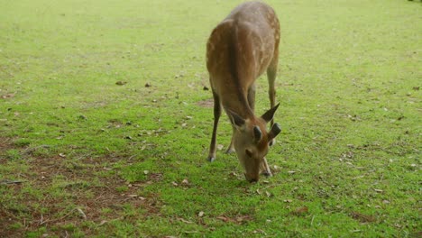 ciervos salvajes comiendo hierba en nara