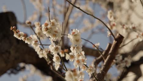 Las-Flores-De-Ciruela-Soplan-Con-La-Brisa-En-Un-Día-Soleado-En-Tokio