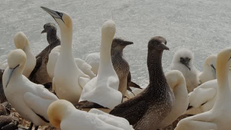 Flock-of-gannet-bird-standing-on-coastline-of-Amrum-island